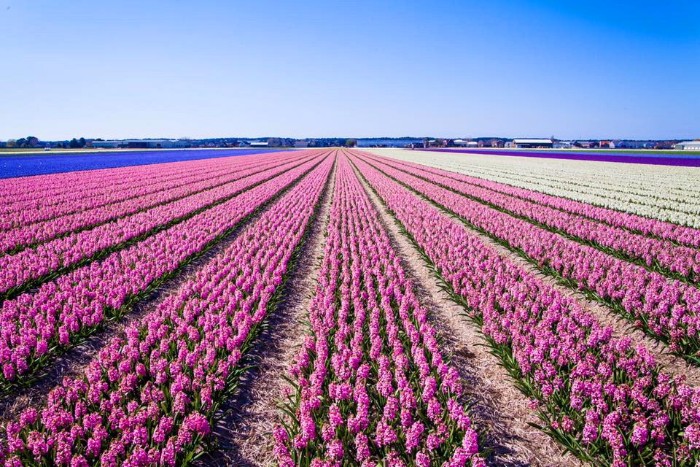 Keukenhof Festival - Amsterdam
