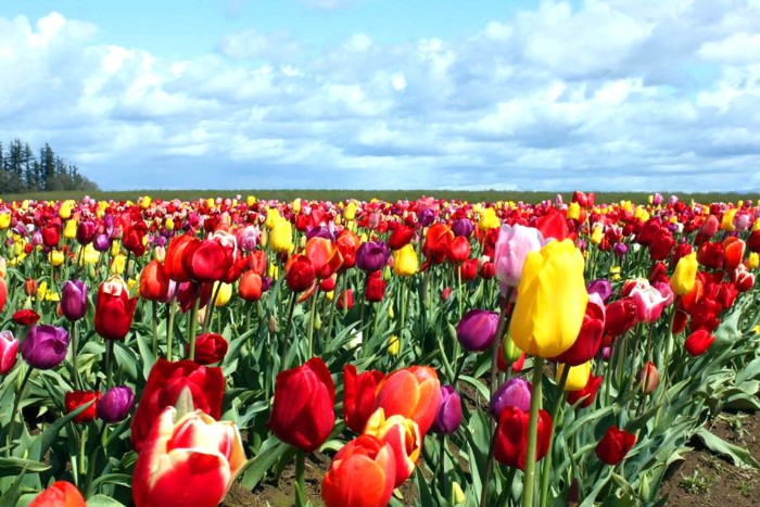 Keukenhof Festival - Amsterdam
