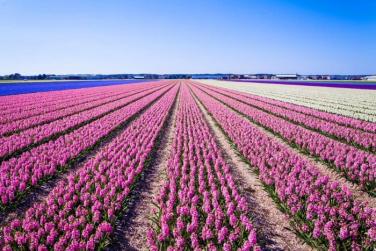 Keukenhof Festival - Amsterdam