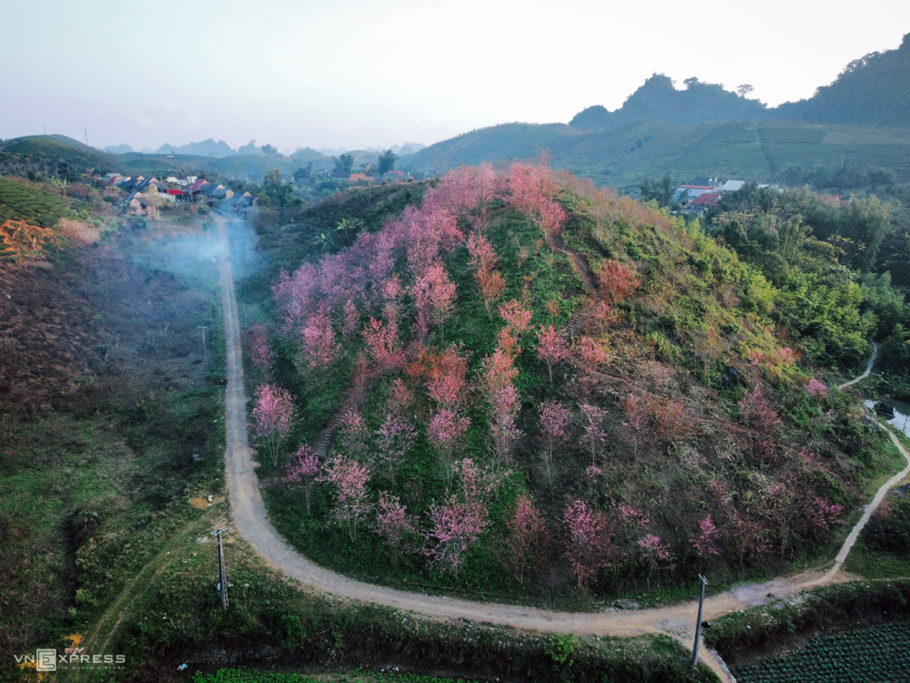 TSTtourist-doi-mai-anh-dao-it-nguoi-biet-o-moc-chau-1_1