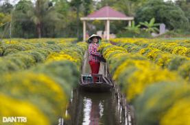 Nông dân làng hoa Sa Đéc tất bật bên ruộng cúc mâm xôi những ngày giáp Tết