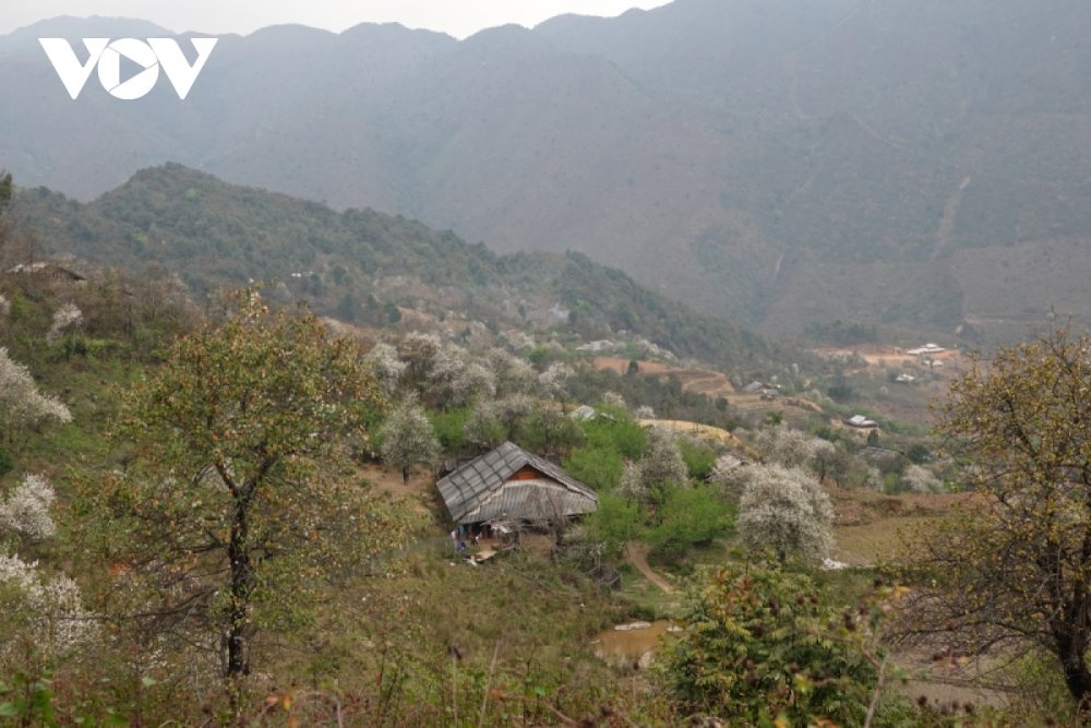 TSTtourist-ban-mong-mu-cang-chai-dep-nhu-tranh-trong-mua-son-tra-no-hoa-14