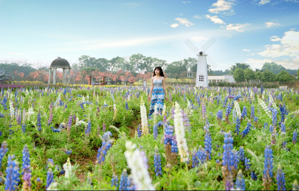 TSTtourist-gioi-tre-phat-sot-voi-canh-dong-hoa-dau-lupin-ruc-ro-sac-mau-giua-long-thu-do-1