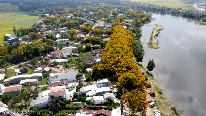TSTtourist-le-hoi-hoa-sua-tam-ky-dien-ra-trong-ba-ngay-1