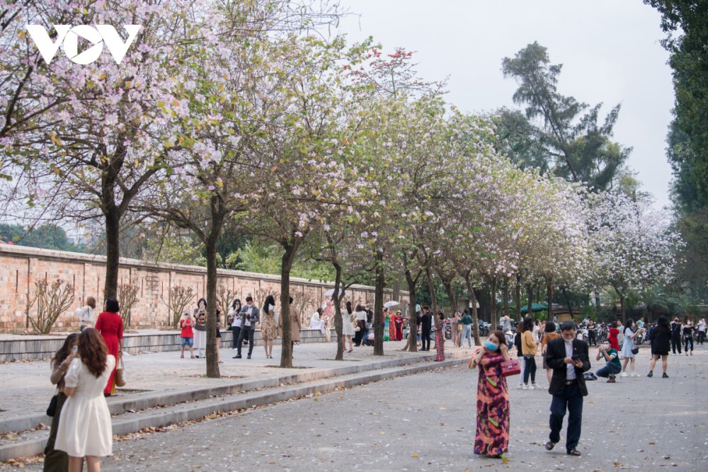 TSTtourist-nguoi-dan-thu-do-thich-thu-di-chup-hoa-ban-tren-duong-bac-son-1