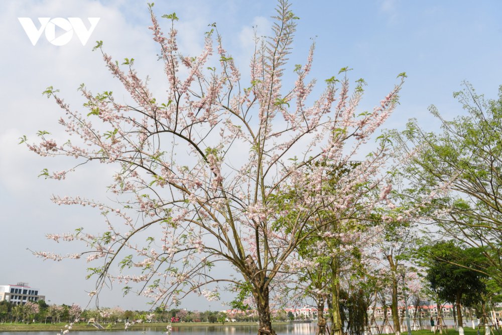 TSTtourist-chiem-nguong-hoa-do-mai-diu-dang-lan-dau-khoe-sac-tai-bac-ninh-2