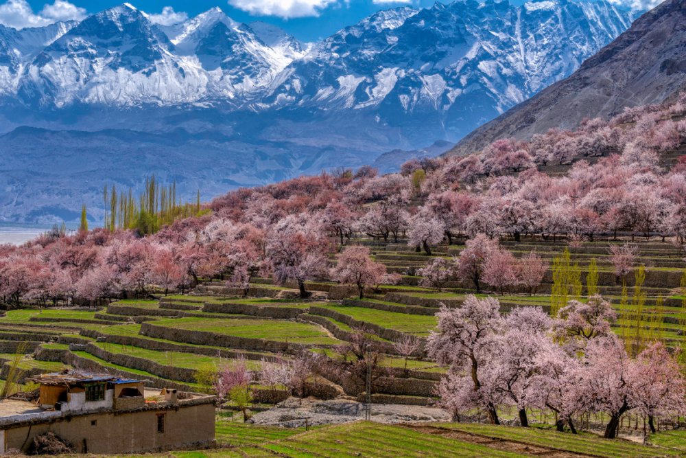 TSTtourist-mua-xuan-o-pakistan-qua-ong-kinh-khach-viet-3