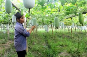 Độc đáo du lịch trải nghiệm vườn bí xanh thơm Ba Bể