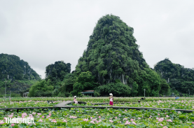 Ngắm sen nở giữa núi đồi cố đô