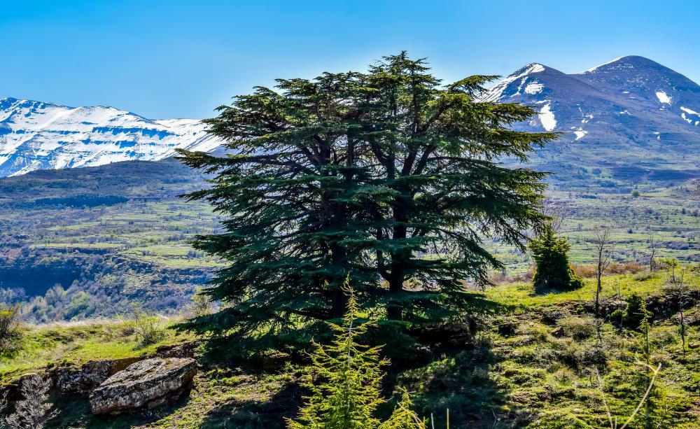 TSTtourist-rung-tuyet-tung-cua-chua-o-lebanon-3