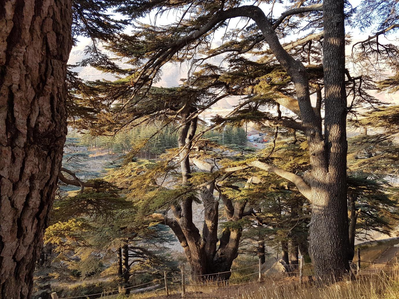 TSTtourist-rung-tuyet-tung-cua-chua-o-lebanon-7