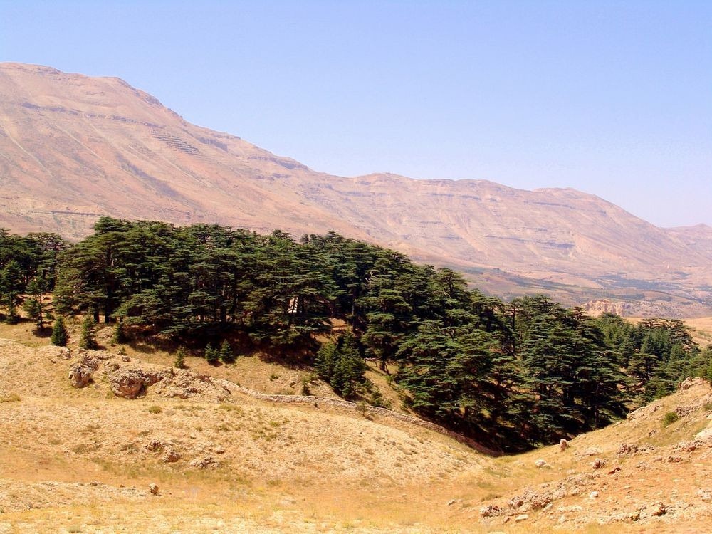 TSTtourist-rung-tuyet-tung-cua-chua-o-lebanon-8