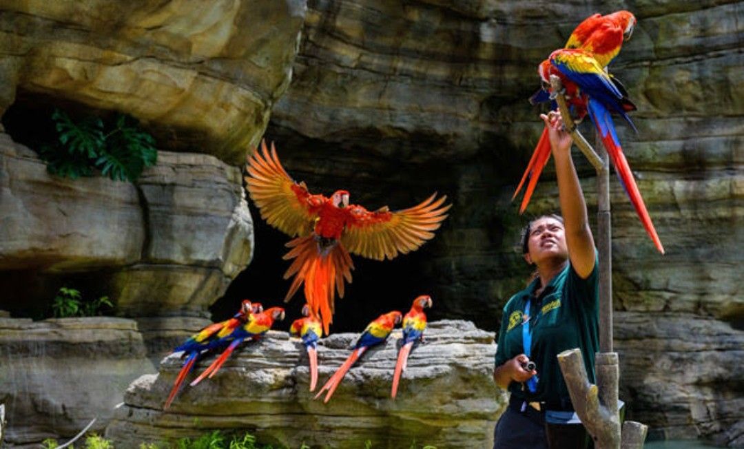 Bird Paradise