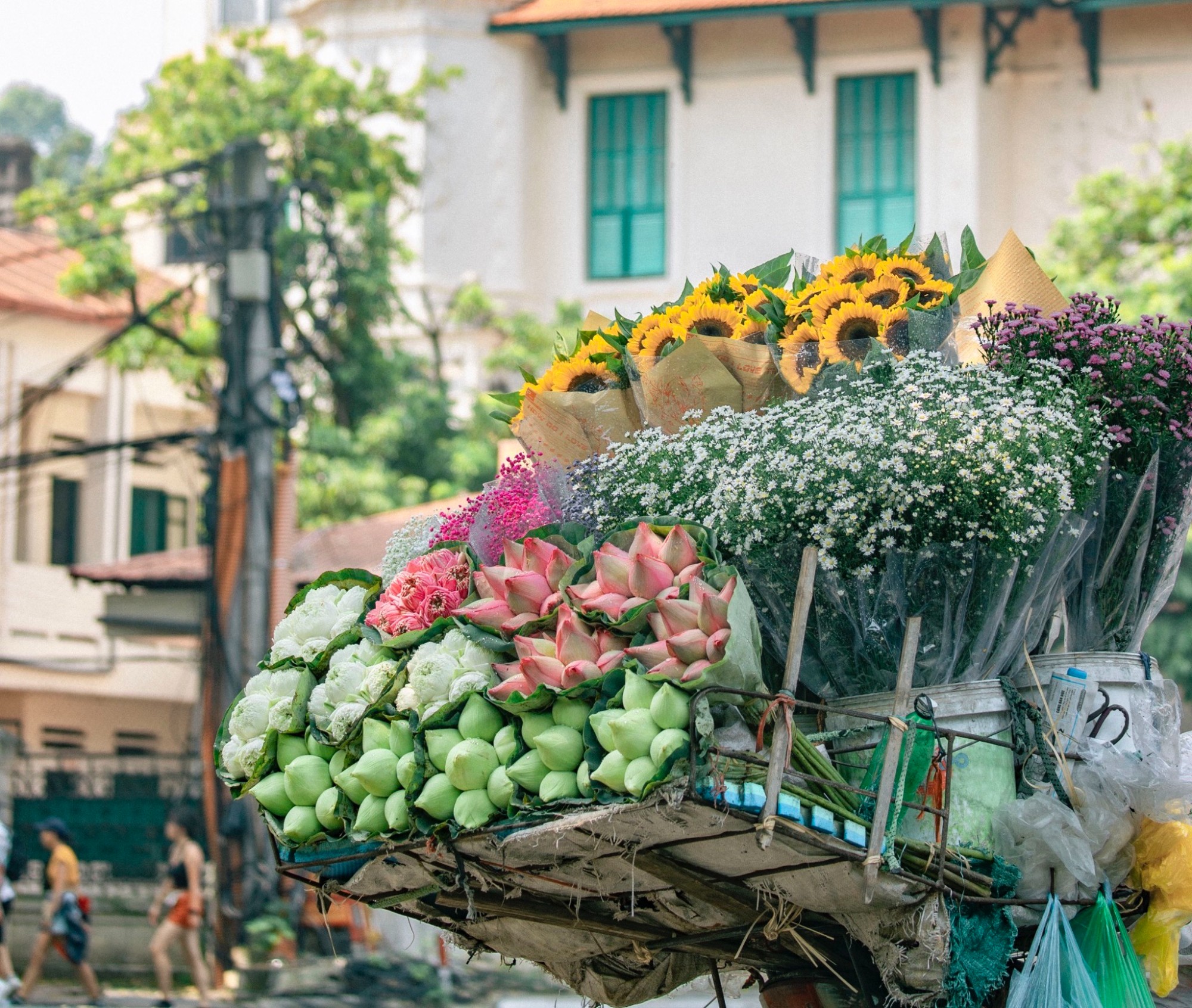 Những mùa hoa làm tăng vẻ lãng mạn cho mùa thu Hà Nội