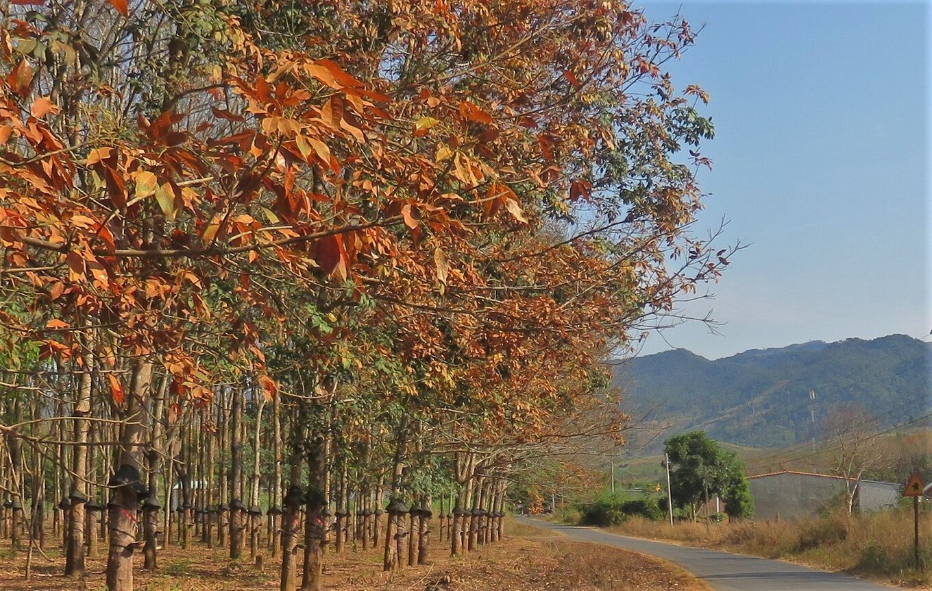 TSTtourist-dak-ha-mua-cao-su-thay-la-1