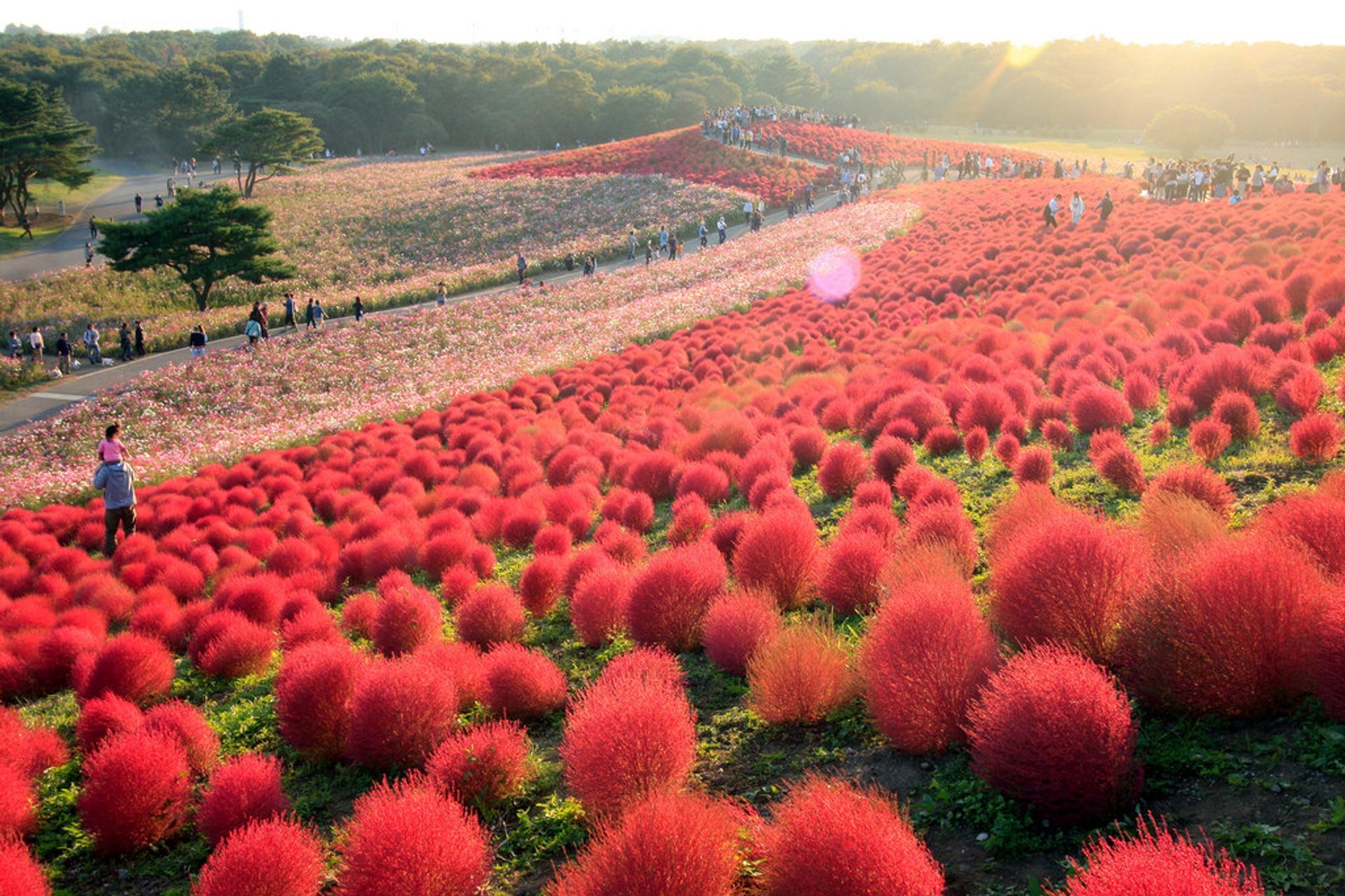 TSTtourist-mua-co-kochia-nhuom-do-khap-nhat-ban-7