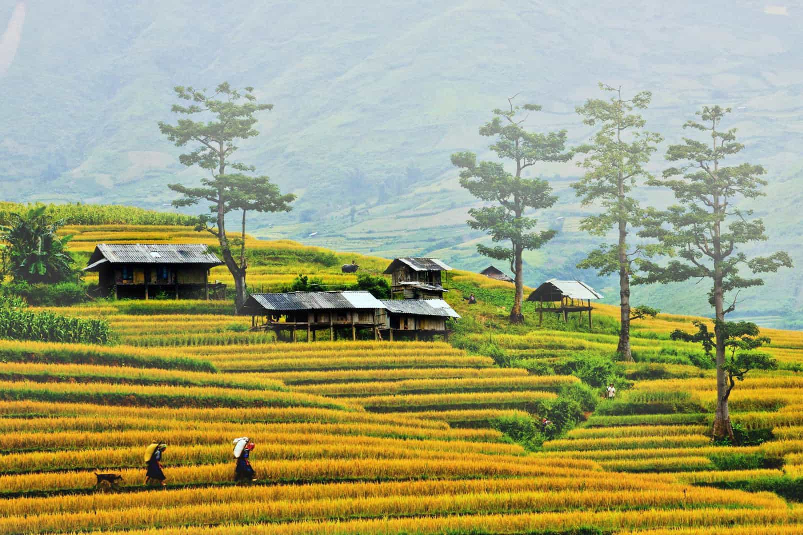 Ruộng bậc thang Mù Cang Chải