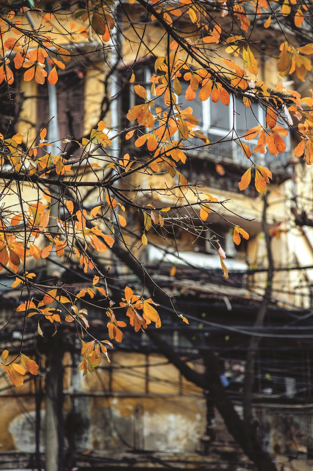 Ha-Noi-1